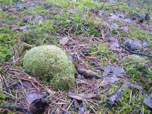 Druh Leucobryum glaucum na lokalitě