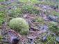 druh Leucobryum glaucum na lokalitě