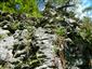 Silikátové skalné steny a svahy so štrbinovou vegetáciou (28.8.2014)