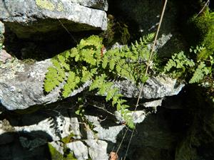 Woodsia ilvensis, vzácnejší diagnostický druh biotopu Sk2