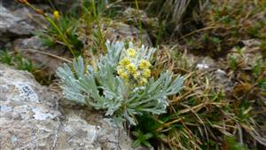 Druh Artemisia eriantha v TML