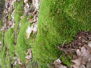 Leucobryum glaucum na lokalite