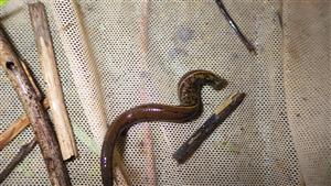 Hirudo medicinalis (TMP2)