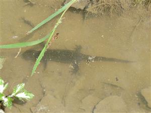 Triturus alpestris