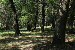 Fotografia zachytáva biotop 91I0 na pieskovej dune s výskytom Lucanus cervus