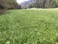 Mlynárka dlhochvostá (30.5.2026)