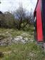 jašterica múrová (26.4.2014)