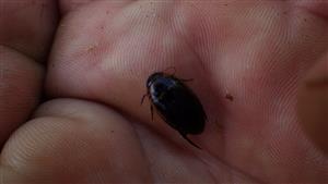 TML, výber pascí (Hydaticus transversalis)