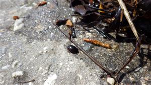 zber materiálu (Ilybius fenestratus)