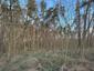 bažant poľovný (18.5.2026)