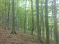 Bukové a jedľové kvetnaté lesy (30.6.2015)