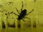 Carabus variolosus