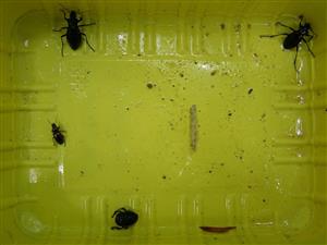 obsah pasce (Carabus variolosus, Pterostichus burmeisteri, Anoplotrupes stercorosus)