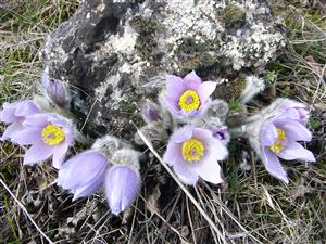 Pulsatilla grandis - trs