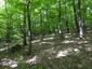 slávik tmavý (veľký) (27.4.2026)