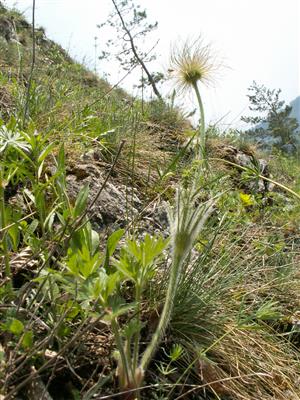 Pulsatilla subslavica