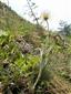 Pulsatilla subslavica