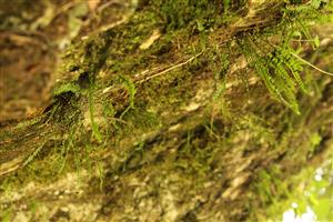 Asplenium trichomanes a machová vrstva na lokalite