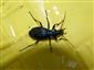 Carabus intricatus