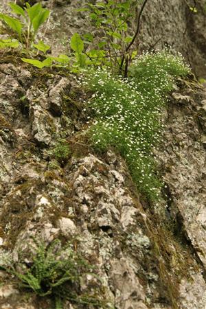 Moehringia muscosa