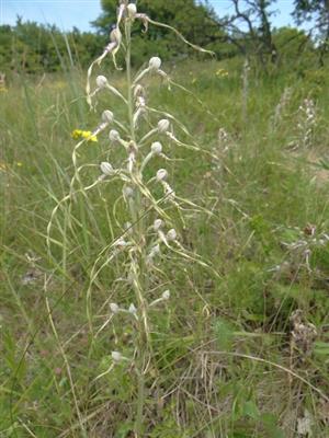 Kvitnúci Himantoglossum adriaticum - Vrchná hora