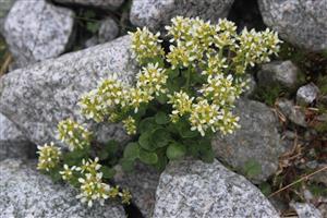 Cochlearia tatrae