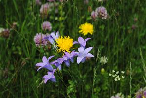 charakteristické druhy monitorovaného biotopu
