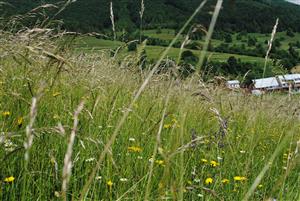 pohľad do biotopu I.