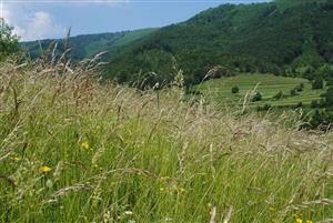pohľad do biotopu II.