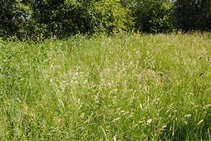 pohľad do biotopu od cesty