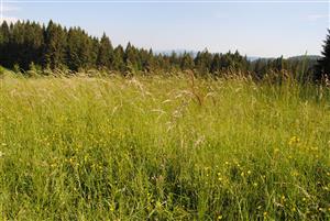 monitorovaný biotop Lk1