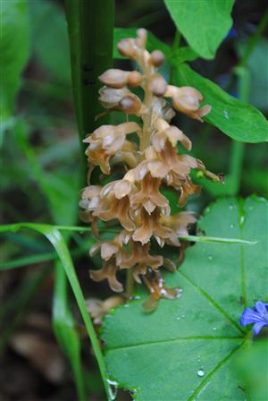 prítomný Neotia nidus avis