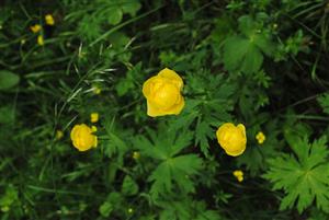 prítomný Trollius altissimus