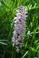 Suchomilné travinnobylinné a krovinové porasty na vápnitom podloží (*dôležité stanovištia Orchideaceae) (17.6.2015)