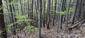 brhlík lesný (obyčajný) (3.5.2026)