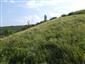 Suchomilné travinnobylinné a krovinové porasty na vápnitom podloží (*dôležité stanovištia Orchideaceae) (17.7.2013)