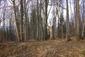 brhlík lesný (obyčajný) (28.4.2026)