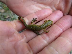 Triturus montandoni