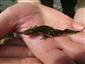 Triturus montandoni