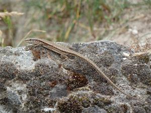 Podarcis muralis