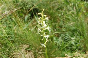 Platanthera biofolia