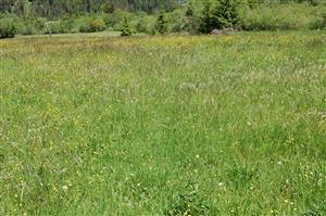 Pohľad do biotopu 2