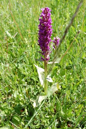 Dactylorhiza majalis