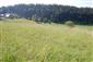 Nížinné a podhorské kosné lúky (8.6.2015)