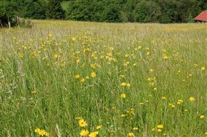 Aspekt s Leontodon autumnalis a Tragopogon orientalis