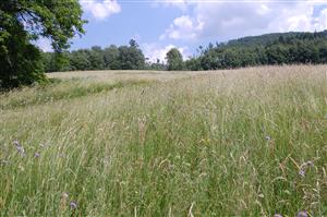 Pohľad na východnú časť lokality