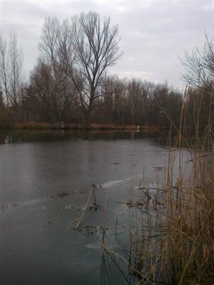 Alúvium Nitry, inundačné územie, foto: 23.1.2015 (J.Lengyel)
