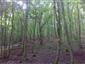 Pohľad na časť lesného spoločenstva v TML. Foto: 1.8.2014, J.Lengyel.