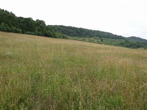 Záber na monitorovaný biotop.