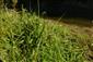 Rieky s bahnitými až piesočnatými brehmi s vegetáciou zväzov Chenopodionrubri p.p. a Bidentition p.p. (4.10.2013)